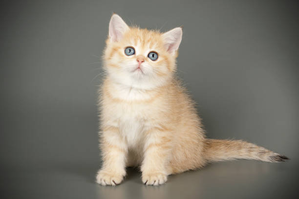 istock scottish straight shorthair cat 1205125072