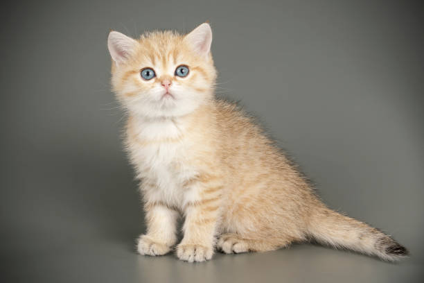 istock scottish straight shorthair cat 1205125083
