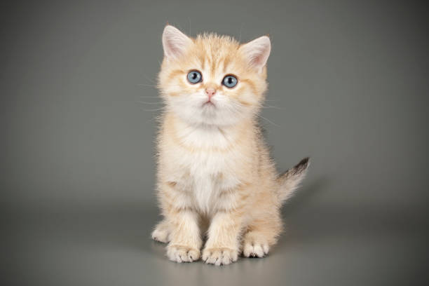 istock scottish straight shorthair cat 1205125085