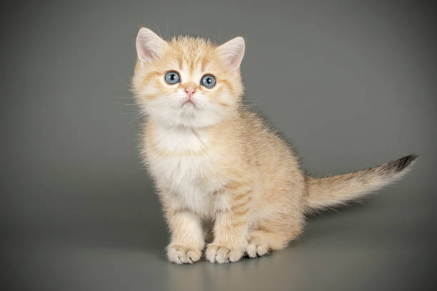 istock scottish straight shorthair cat 1205125098