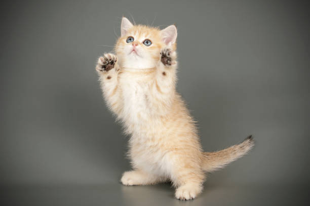 istock scottish straight shorthair cat 1205125106