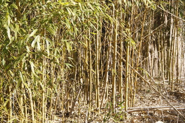 istock Bamboo stock photo 1205125157