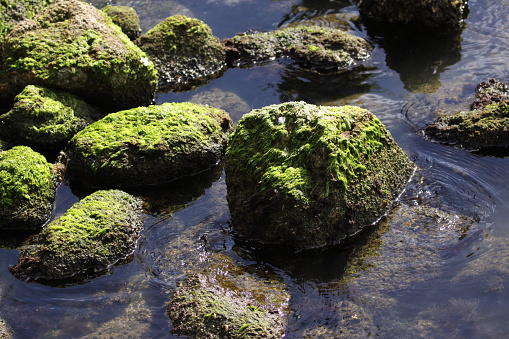 rocks covered in algae in the Indian River Lagoon