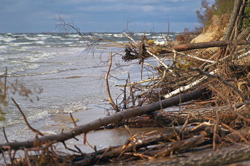 The view of a flooded coastline with fallen trees during the storm in Riga, Latvia. Lielupe river estuary to the Baltic sea