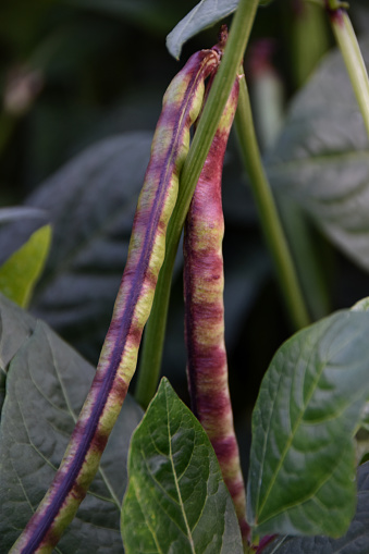 Two long mature pinkeye purple hull pea pods along with stems and leaves