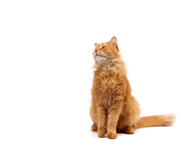istock adult ginger domestic cat sits sideways on a white background 1205135559