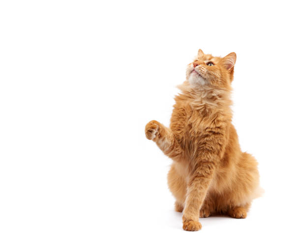 istock adult ginger fluffy cat raised his front paw up on a white background 1205136409