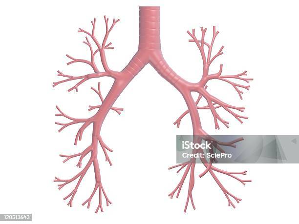 Die Bronchien Stockfoto und mehr Bilder von Anatomie - Anatomie, Biologie, Bronchien