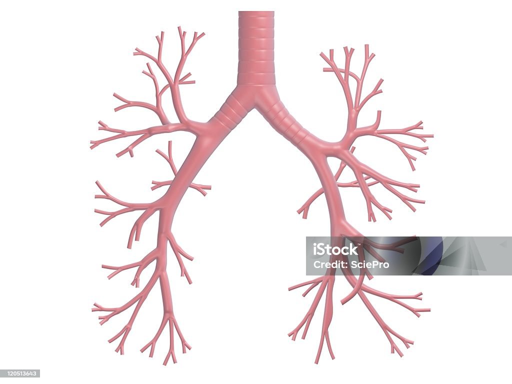 Pink 3D render of human bronchi human bronchi illustration Anatomy Stock Photo