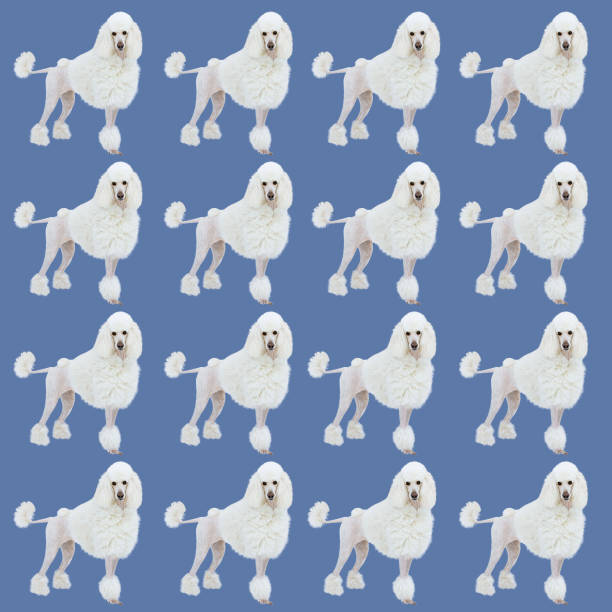 pattern of white poodle dogs on a pastel blue background
