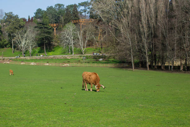 istock Bulls graze in the Park. Portugal. 1205136646