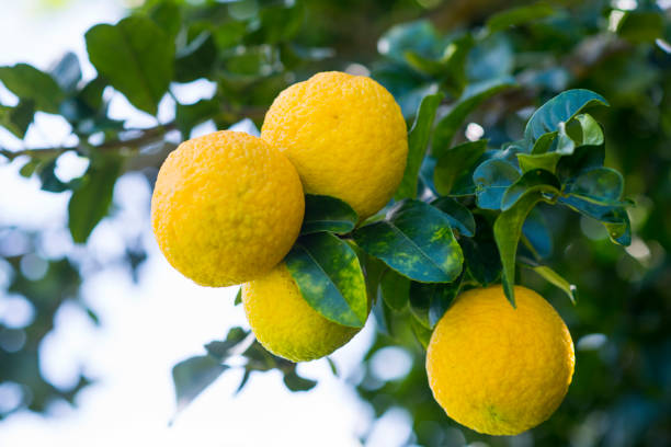 istock Lemon Farm in Kapaau 1205136901