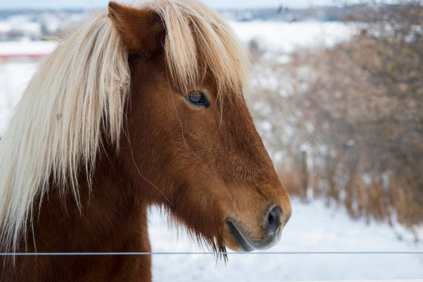 istock Horse on a Farm 1205136944