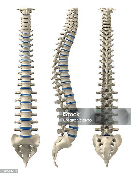 Wirbelsäulemensch Stockfoto und mehr Bilder von Anatomie - Anatomie, Biologie, Chiropraktische Therapie