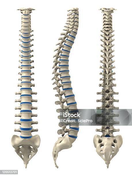Spina Dorsale Umana - Fotografie stock e altre immagini di Anatomia umana - Anatomia umana, Biologia, Chiropratica