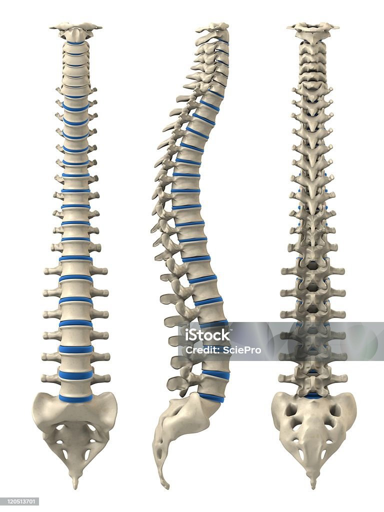 Хребет человека - Стоковые фото Анатомия роялти-фри