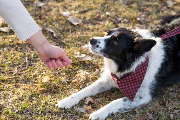 istock Border Collie Waiting for a Treat 1205137686