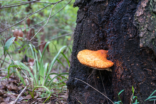 Bright orange fungus growing on tree trunk in the forest. Wild edible mushrooms, fungi Laetiporus close up