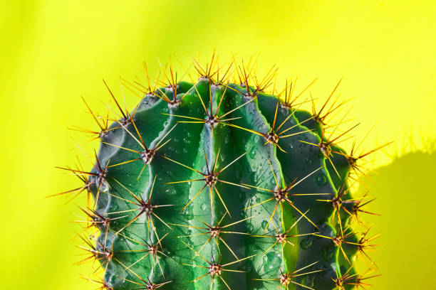 istock Green cactus Summer style. Artistic Design. Yellow background 1205138057
