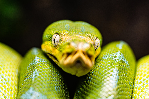 Green Tree Python Slithering A Closeup View Of A Green Tree Python Slithering On A Tree Sleeping ...