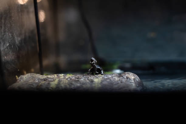 istock Cute small black turtle on the stone dof sharp focus space for text macro reptile jungle aquarium home pet cute 1205138082