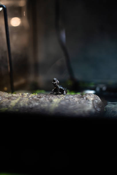 istock Cute small black turtle on the stone dof sharp focus space for text macro reptile jungle aquarium home pet cute 1205138084