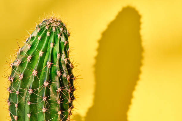 istock Green cactus Summer style. Artistic Design. Yellow background 1205138085