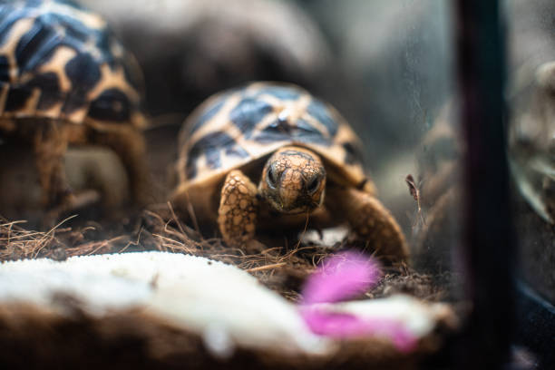 istock Young turtle eating fresh vegetable dof sharp focus space for text macro reptile jungle aquarium home pet cute 1205138086