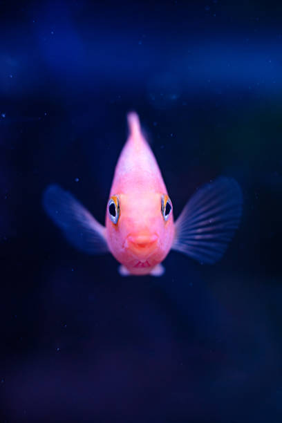 60+ Orange Koi Fish Cyprinus Carpio Studio Shot Stock Photos, Pictures &  Royalty-Free Images - iStock