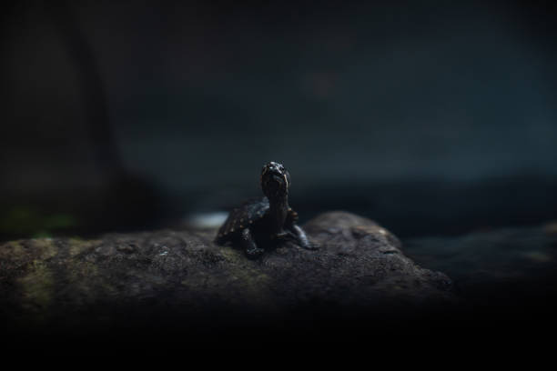 istock Cute small black turtle on the stone dof sharp focus space for text macro reptile jungle aquarium home pet cute 1205138093