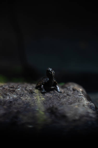 istock Cute small black turtle on the stone dof sharp focus space for text macro reptile jungle aquarium home pet cute 1205138096
