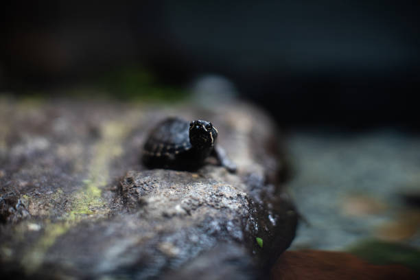 istock Cute small black turtle on the stone dof sharp focus space for text macro reptile jungle aquarium home pet cute 1205138097