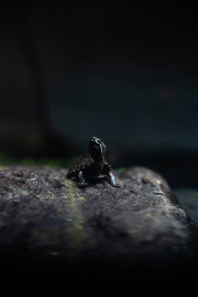 istock Cute small black turtle on the stone dof sharp focus space for text macro reptile jungle aquarium home pet cute 1205138098