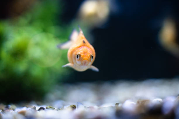 istock Goldfish focus front eye view with copy space dof sharp focus space for text macro reptile jungle aquarium home pet cute 1205138108