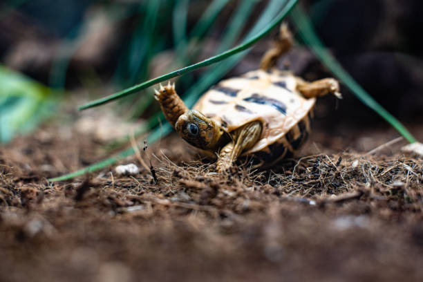tortuga vuelta sobre tortuga en el suelo de hierba dramática lucha dof espacio de enfoque agudo para el texto macro reptil acuario de la selva casa mascota lindo - turtle grass fotografías e imágenes de stock