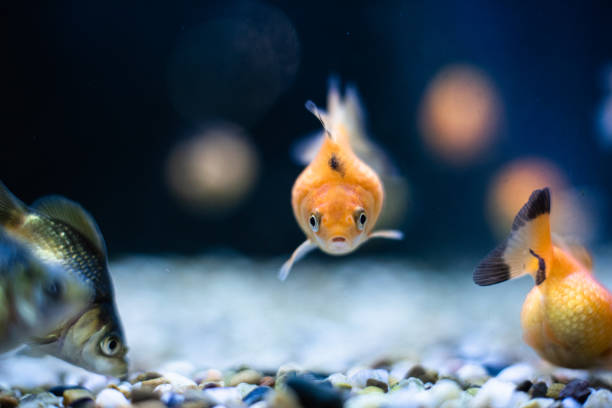 istock Goldfish focus front eye view with copy space dof sharp focus space for text macro reptile jungle aquarium home pet cute 1205138123