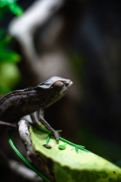 istock Green chameleon sitting branch rock black background dof sharp focus space for text macro reptile jungle aquarium home pet cute 1205138163
