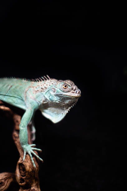 istock Green lizard long tail standing on a piece of wood dof sharp focus space for text macro reptile jungle aquarium home pet 1205138192