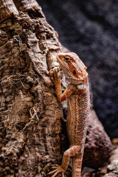 istock Green lizard long tail standing on a piece of wood dof sharp focus space for text macro reptile jungle aquarium home pet 1205138241