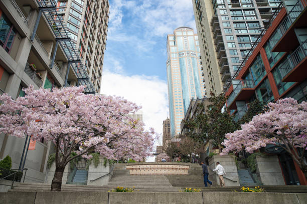 Seattle Spring Skyline 180+ Seattle Skyline Spring Stock Photos, Pictures & Royalty-Free ...