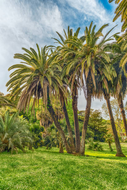 istock Scenic palm trees inside a public garden in Rome, Italy 1205140310