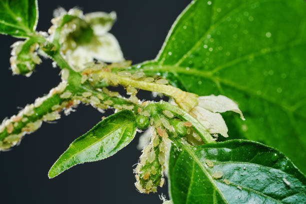 Insect pests, aphid, on the shoots and fruits of plants, Spider mite on flowers. Pepper attacked by malicious insects Insect pests, aphid, on the shoots and fruits of plants, Spider mite on flowers. Pepper attacked by malicious insects. aphid stock pictures, royalty-free photos & images