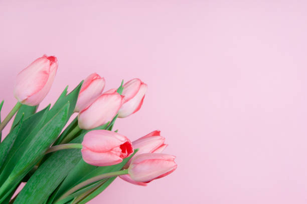 istock Pink tulips on a pink background copy space 1205143811