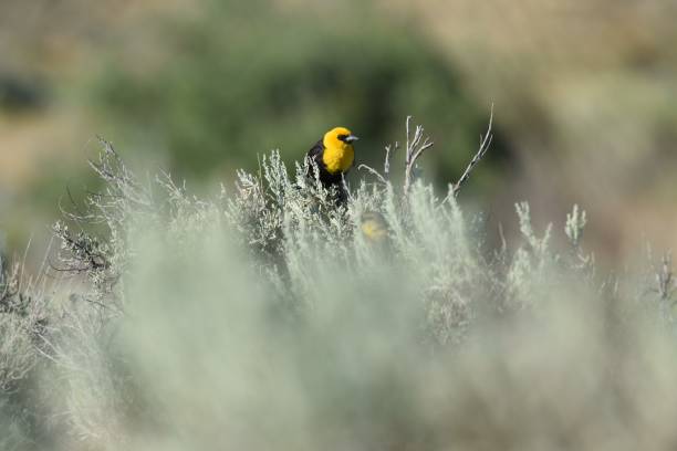 istock Male Yellow-headed Blackbird 1205145022