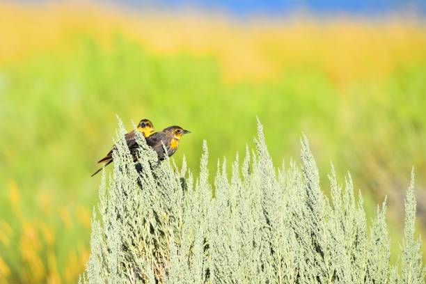 Male Yellow-headed Blackbird A male yellow-headed blackbird perches in a bush in a meadow in the Great Basin, Nevada. great basin national park stock pictures, royalty-free photos & images