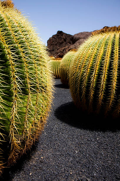 cactus land stock photo