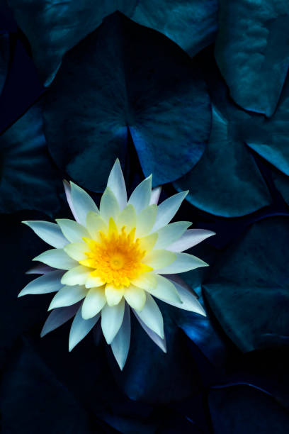 piękny liść lotosu w pobliżu stawu, czyste naturalne tło, czerwony lotos, kwiat lotosu na powierzchni wody i ciemnozielone wodniste liście. - single flower macro lotus close up zdjęcia i obrazy z banku zdjęć