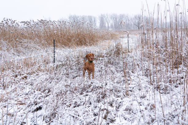 istock dog in the snow 1205148079