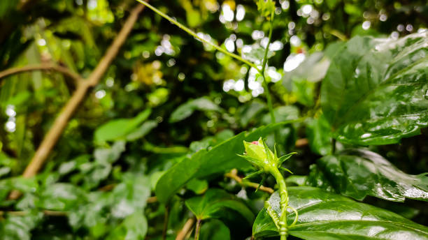 istock Natural macro shot on a rainy day. 1205149433