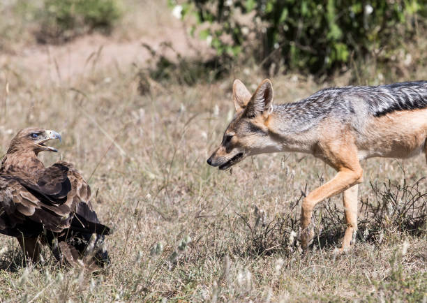 Jackals kruger park South Africa safari animal, game drive safari